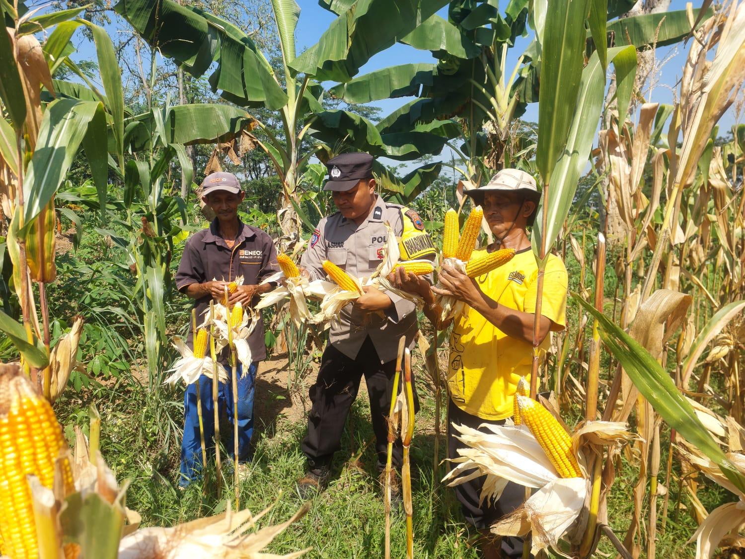 Panen Raya Jagung di Kudus, AKP Jajang: Polri Siap Kawal Ketahanan Pangan hingga Tingkat Desa