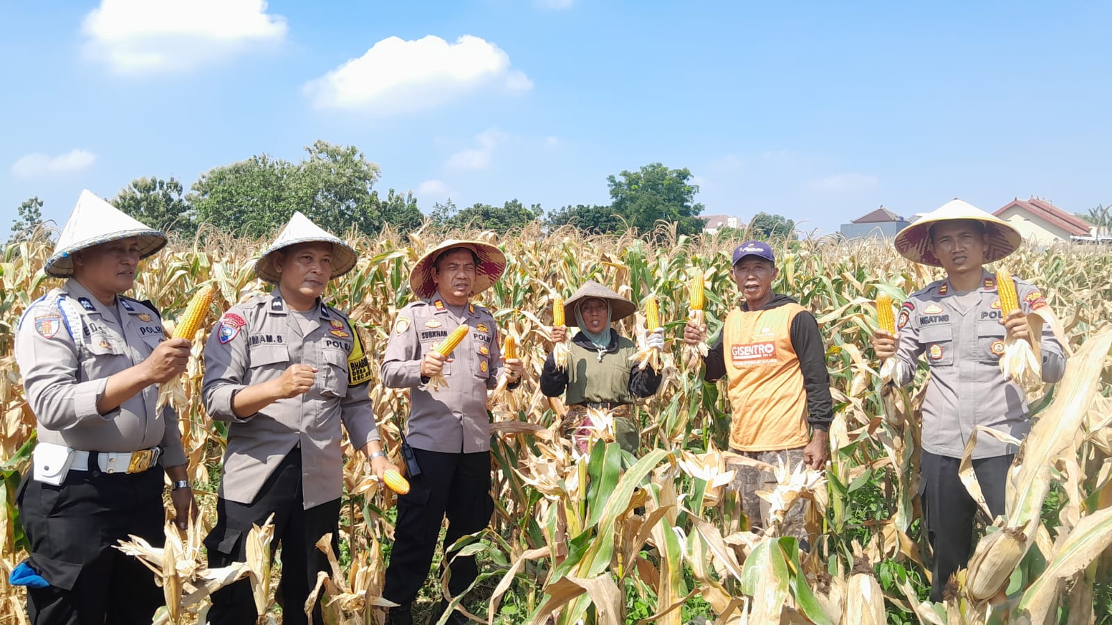 Dukung Swasembada Pangan, Polsek Kudus Dampingi Petani Rawat Jagung